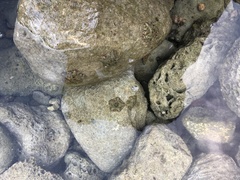 Cryptasterina pentagona