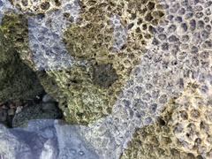 Cryptasterina pentagona