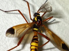 Ctenophora ornata