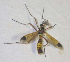 Ctenophora ornata