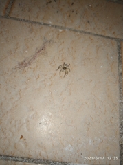 Menemerus semilimbatus