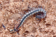 Scolopendra laeta