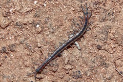 Scolopendra laeta