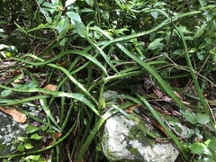 Selenicereus triangularis