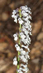 Anarrhinum laxiflorum
