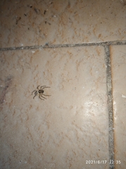 Menemerus semilimbatus