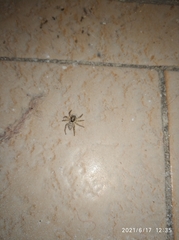 Menemerus semilimbatus