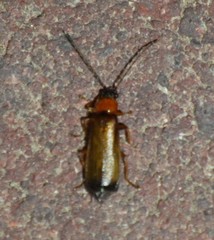 Rhagonycha lutea