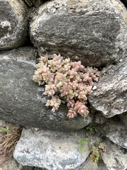 Sedum dasyphyllum