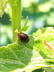 Scaphidema metallicum