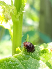 Scaphidema metallicum