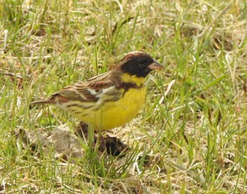 Escribano aureolado (Emberiza aureola)
