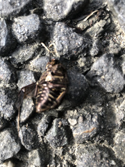 Protaetia orientalis