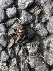 Protaetia orientalis