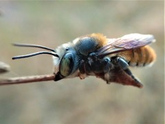 Megachile bicolor