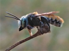 Megachile bicolor