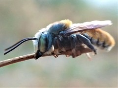 Megachile bicolor
