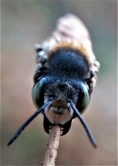 Megachile bicolor
