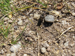 Ctenicera cuprea