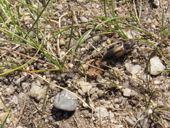 Ctenicera cuprea