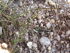 Ctenicera cuprea