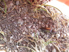 Ctenicera cuprea