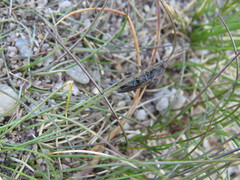 Ctenicera cuprea