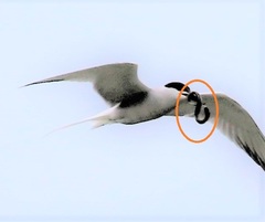 Lethenteron reissneri