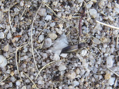 Ctenicera cuprea