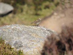 Anthus pratensis
