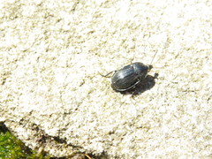 Phosphuga atrata