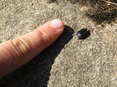 Phosphuga atrata