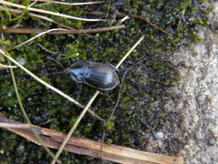 Phosphuga atrata