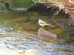Motacilla cinerea
