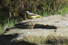 Motacilla cinerea
