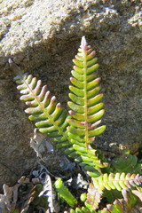 Struthiopteris spicant