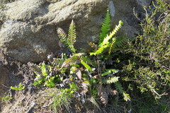 Struthiopteris spicant