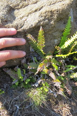 Struthiopteris spicant
