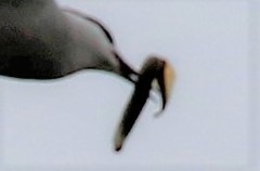 Lethenteron reissneri