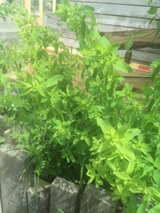 Hypericum perforatum