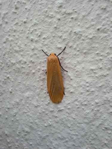 Orange Footman photo 5