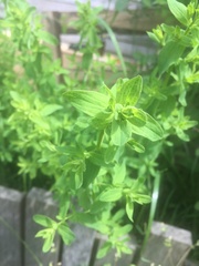 Hypericum perforatum