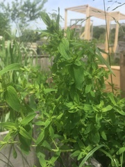 Hypericum perforatum