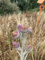 Onopordum illyricum