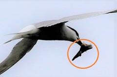 Lethenteron reissneri