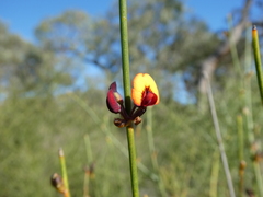 Daviesia triflora