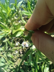 Veronica anagallis-aquatica