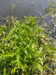 Veronica anagallis-aquatica