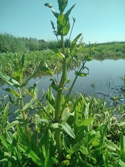 Veronica anagallis-aquatica