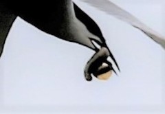 Lethenteron reissneri